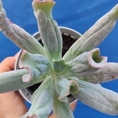 Echeveria culibra - , (big