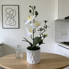 Pianta orchidea finta - pianta,