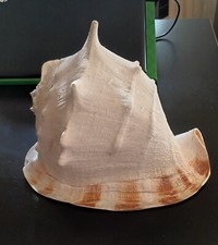 Conchiglia di mare naturale