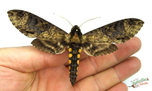 Manduca pellenia stunning - pellenia,