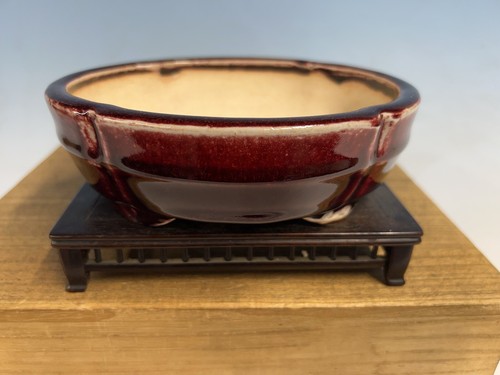 Splendido vaso per bonsai