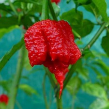 CAROLINA REAPER - WORLD'S