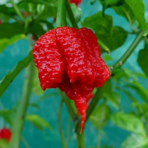 Carolina reaper world s - carolina, world's