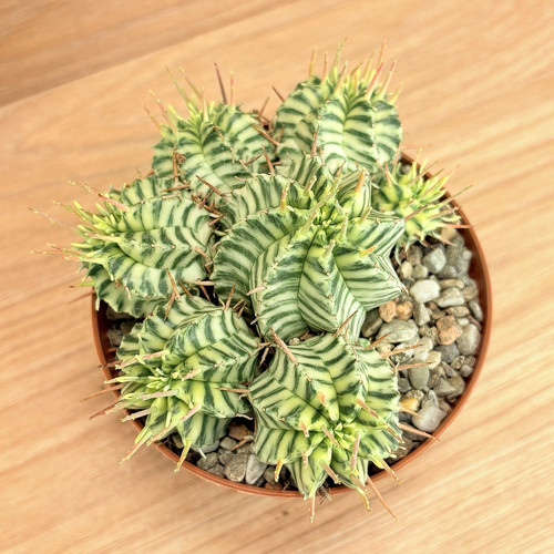 Euphorbia pulvinata - , f