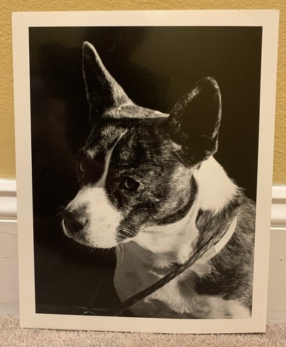 Corgi boston bull - corgi,