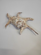 Conchiglia Lambis scorpius – 12 cm – Conchiglia marina tropicale ornamentale