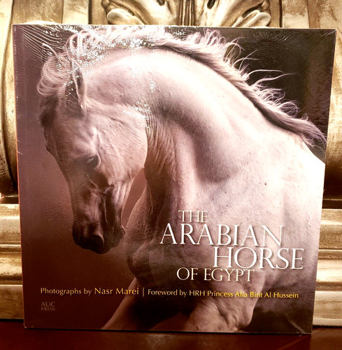 The arabian horse egypt - horse, of