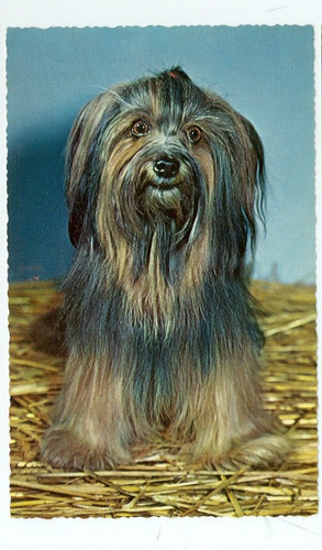 Dog yorkshire terrier - terrier, sitting