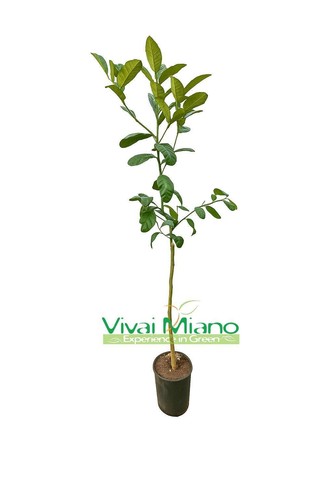 Pianta cedro maxima o - pianta, di