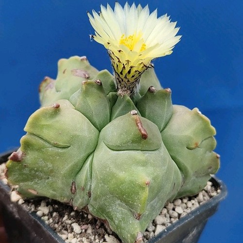 Astrophytum myrio kikko - astrophytum, myrio.