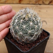 Coryphantha sp. Vaso 7 cm