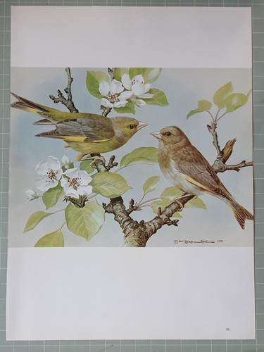 Basil ede stampa uccello - stampa, di