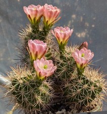 Echinocereus roetteri