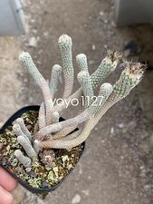 Turbinicarpus pseudomacrochele