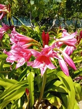 Crinum Superellen, bulbi