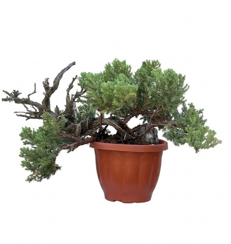 Bonsai ginepro tanuki legno - tanuki,