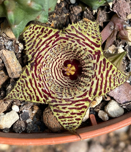 Huernia kennedyana hybrid - kennedyana,
