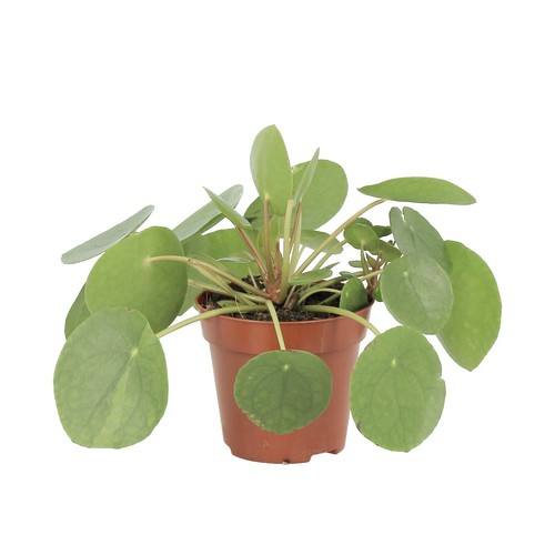 Kentis pilea peperomioides - -,