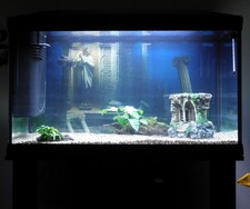 ACQUARIO CAYMAN 80 PROFESSIONAL 120 Litri completo di mobile