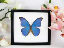 Blue Morpho Didius - vera e