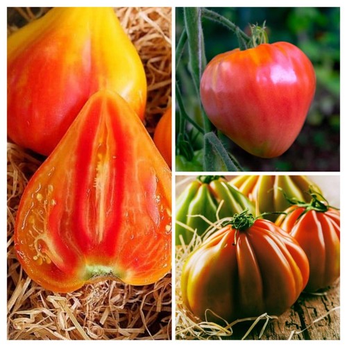 Miscela semi pomodoro - di,
