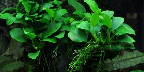 Pianta acquario anubias - da,