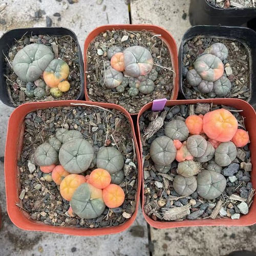 Vendita pezzi rara pianta di - vendita, 5