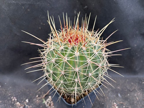 Ferocactus alamosanus - alamosanus, il