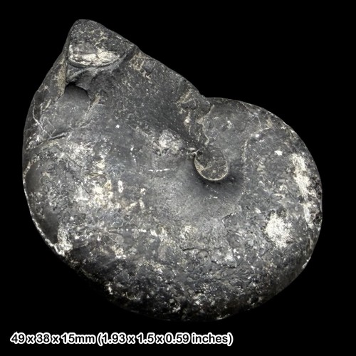Phylloceras partschiceras - phylloceras,