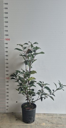 Piante di photinia red - ,