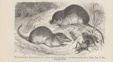 Topo a punta del bosco (Sorex araneus) incisione su legno del 1912 G. Mützel