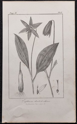 1846 érythrone cane - cane,