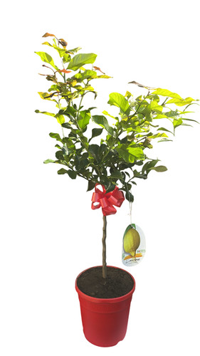 Piante agrumi ornamentali - di,
