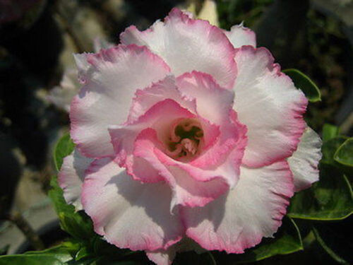 Semi adenium - 5-semi, di