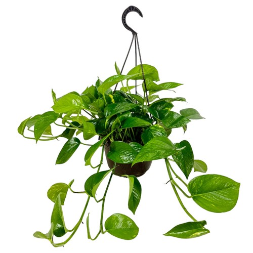 Pianta pothos rampicante - pianta,