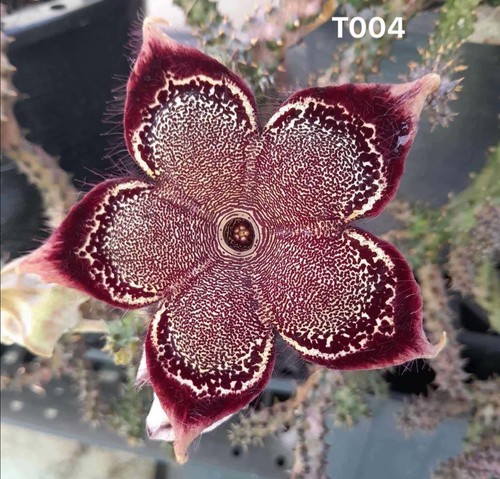 Edithcolea grandis t004 - edithcolea, "t004"