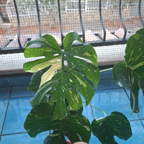 Pianta interno - pianta,