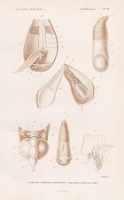 Aspersorio Coquillage