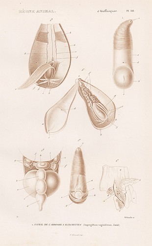 Aspersorio coquillage - aspersorio,