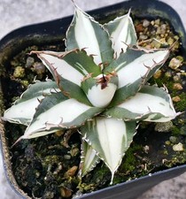 Agave titanota FO076