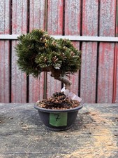 Bonsai pino nero - Pinus