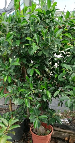 Pianta ficus ginseng - ginseng, in