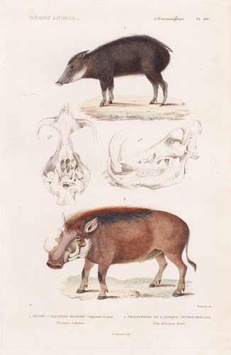 Figura facocero pekari - figura,