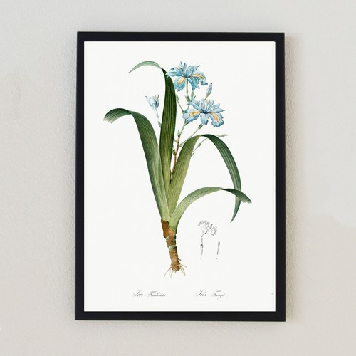 Illustrazione floreale vintage
