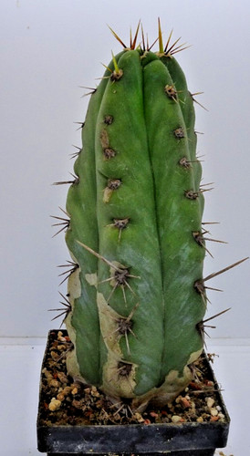 Cactus cereus - cactus,