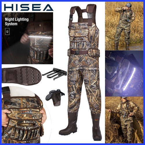 Hisea trampoliera pettorina - hisea,