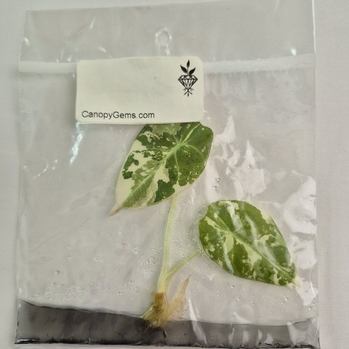 Alocasia black velvet - alocasia, pink