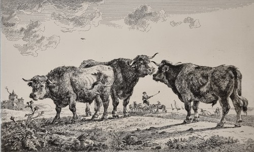 Incisione xix secolo vacche - xix, e