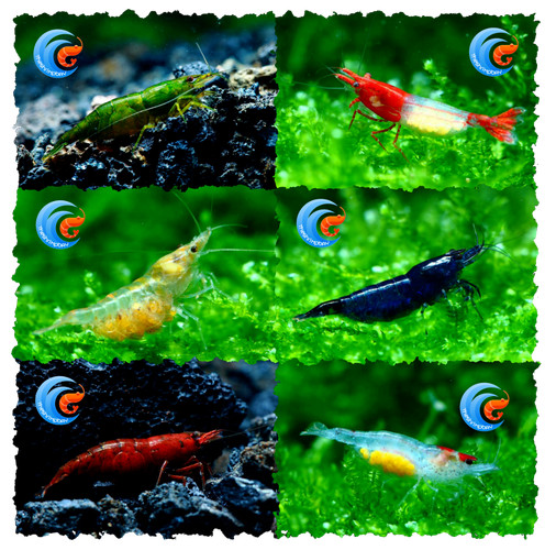 Neocaridine caridina caridine - neocaridine,
