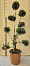 Agrifoglio Giapponese 'Ilex